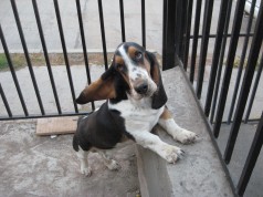 Fotos de perros